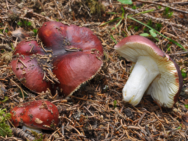 Russula integra forme purpurella