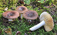 Russula integra