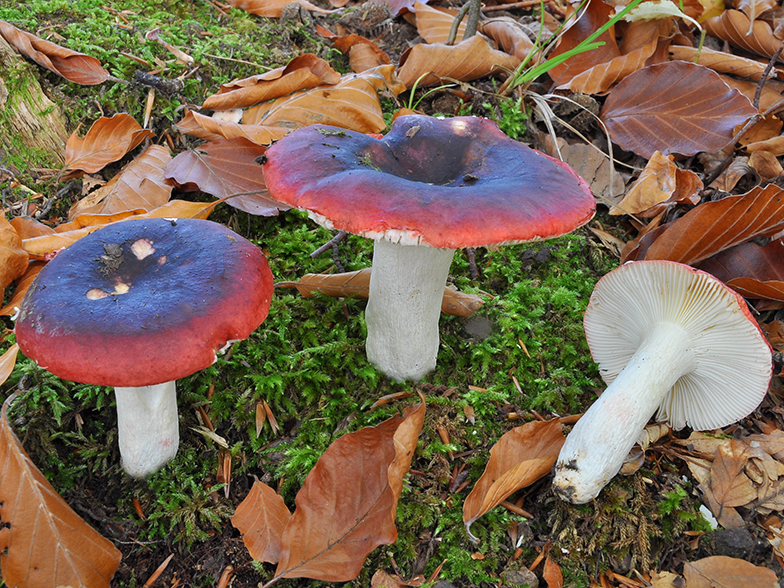 Russula krombholzii