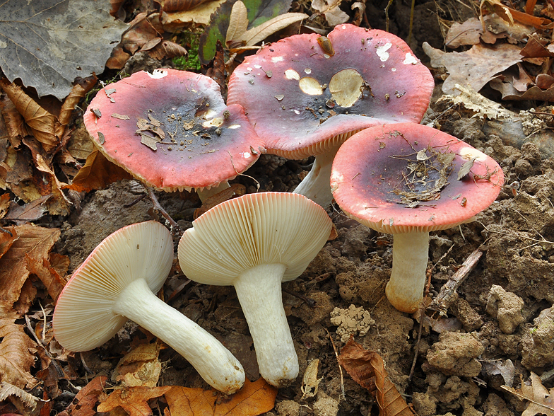 Russula krombholzii