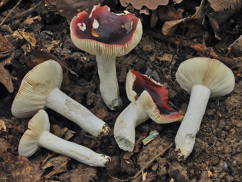 Russula krombholzii