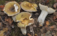 Russula krombholzii fo. dissidens