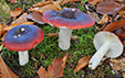 Russula krombholzii