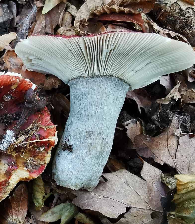 Russula krombholzii