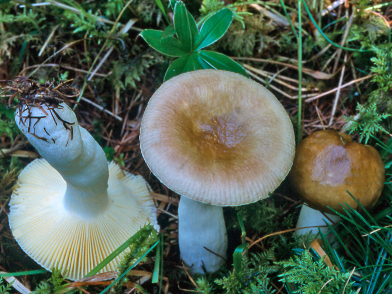 Russula laricina