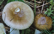 Russula laricina