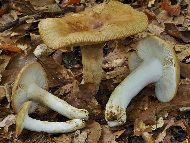 Russula laurocerasi