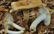 Russula laurocerasi