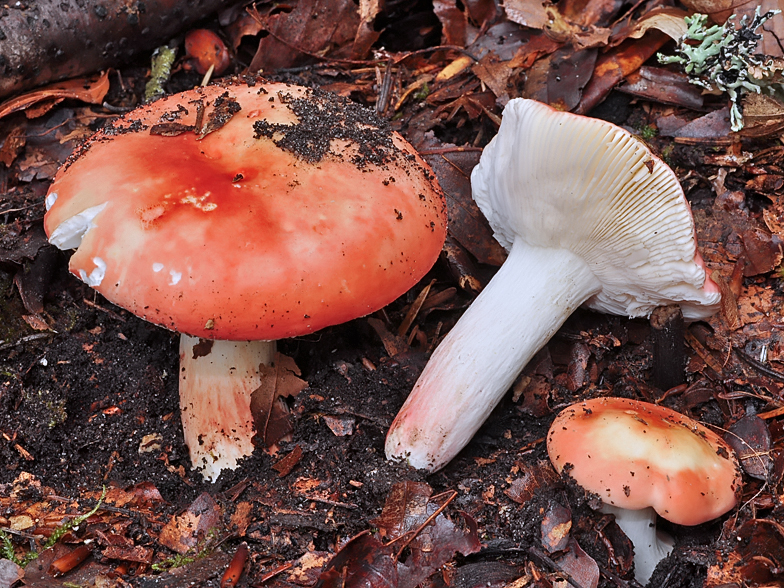 Russula lepida