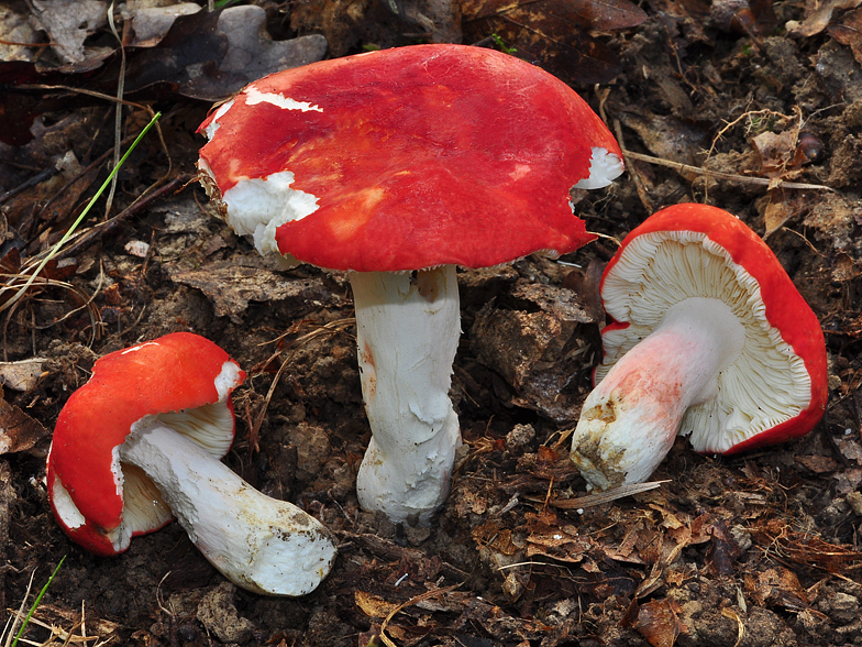 Russula lepida