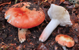 Russula lepida