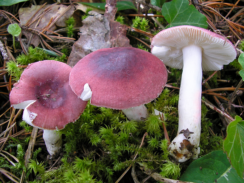 Russula lilacea