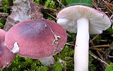 Russula lilacea