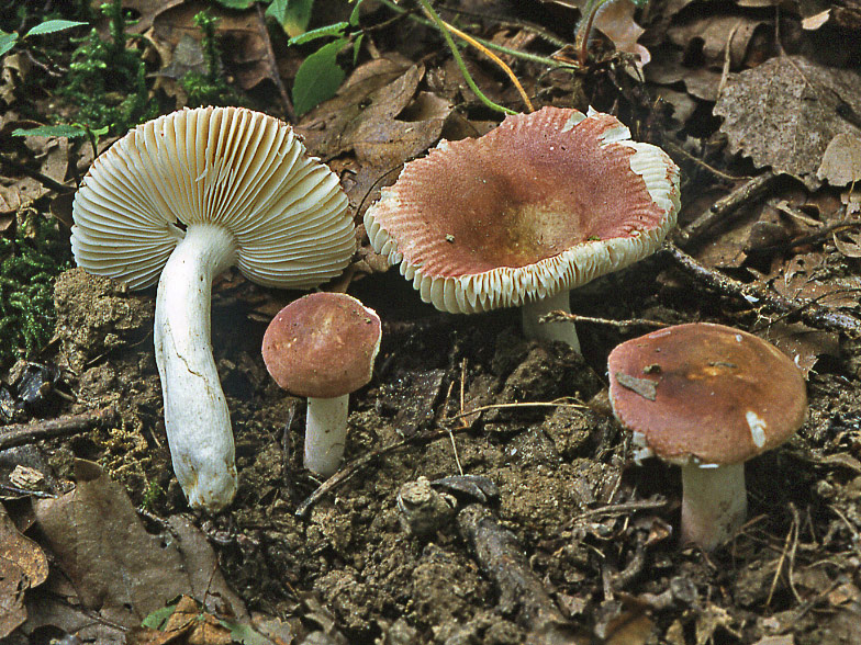 Russula lilacea var carnicolor