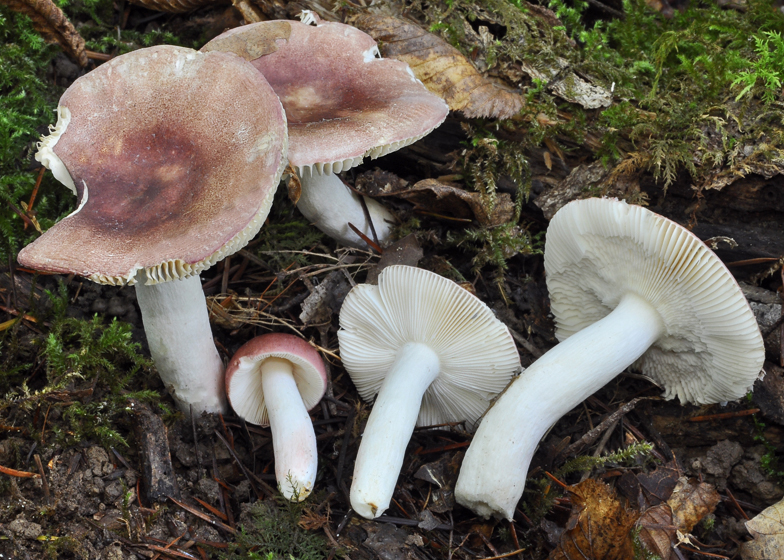 Russula lilacea var. carnicolor