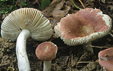 Russula lilacea var carnicolor