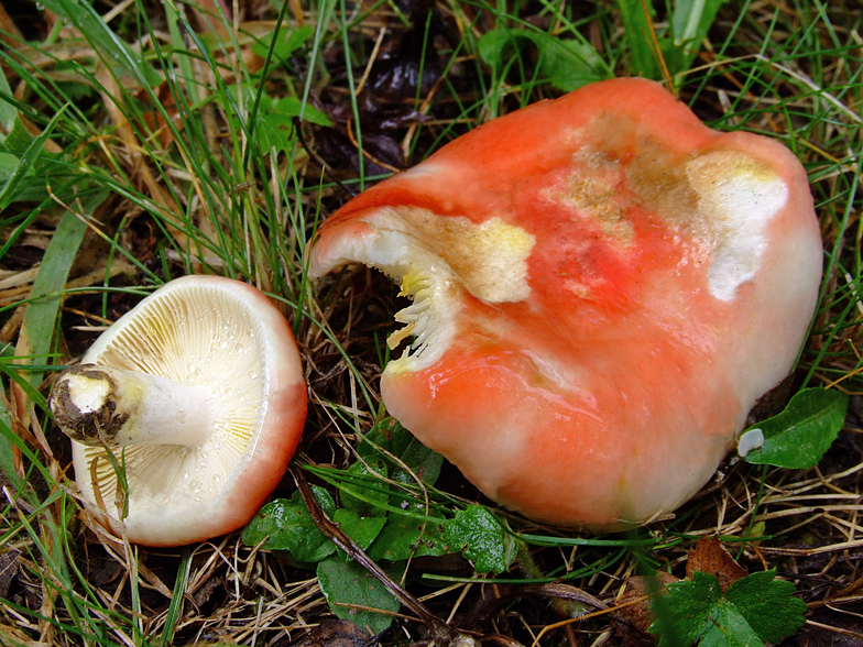 Russula luteotacta