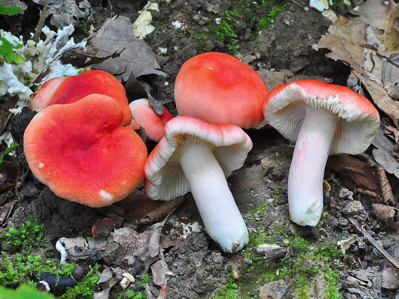 Russula luteotacta