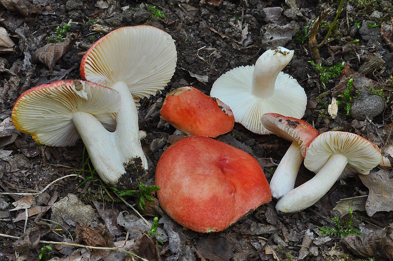 Russula luteotacta