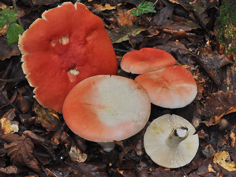 Russula luteotacta