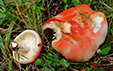 Russula luteotacta