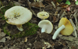 Russula maculata forma