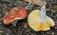 Russula maculata