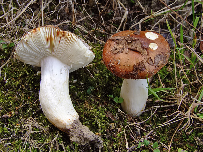 Russula melliolens