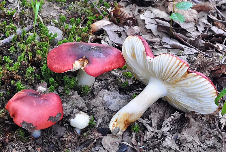 Russula melliolens chrismantiae