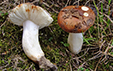 Russula melliolens