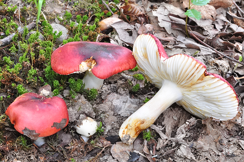 Russula melliolens var chrismantiae