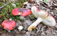  Russula melliolens var chrismantiae