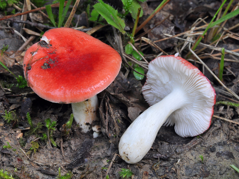 Russula minutula