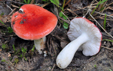 Russula minutula