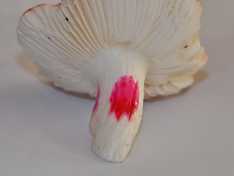 Russula minutula