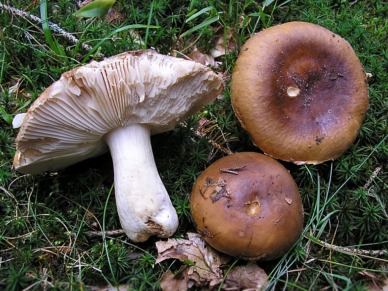 Russula mustelina