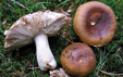 Russula mustelina