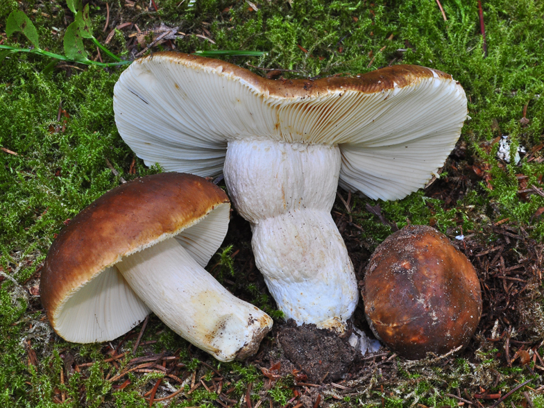 Russula mustelina