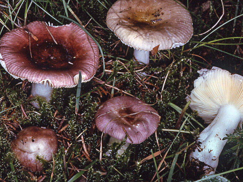 Russula nauseosa