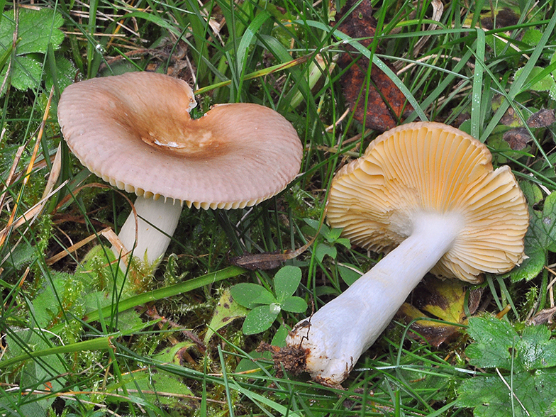 Russula nauseosa