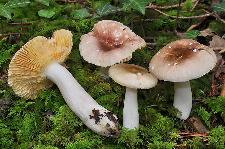 Russula nauseosa