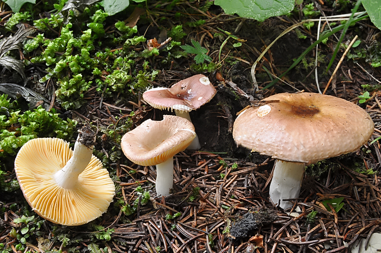 Russula nauseosa