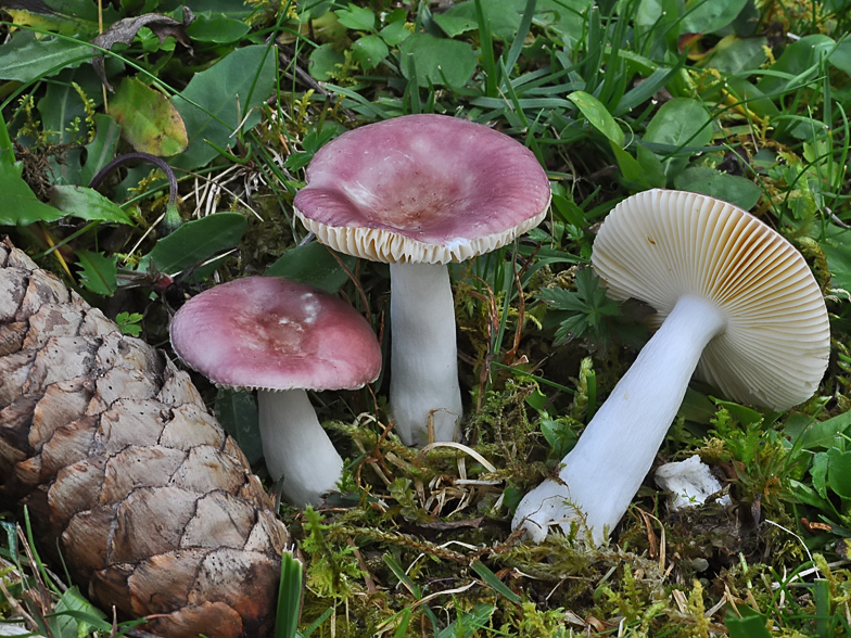 Russula nauseosa