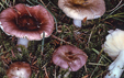 Russula nauseosa