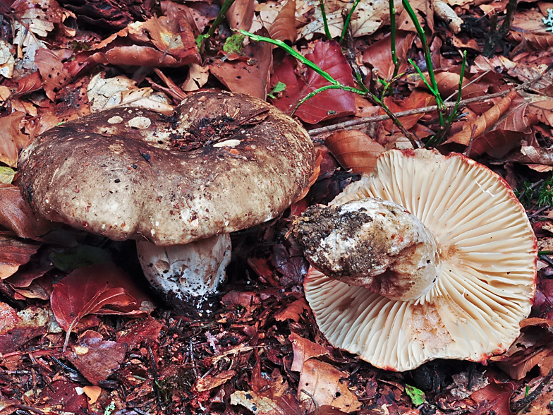 Russula nigricans