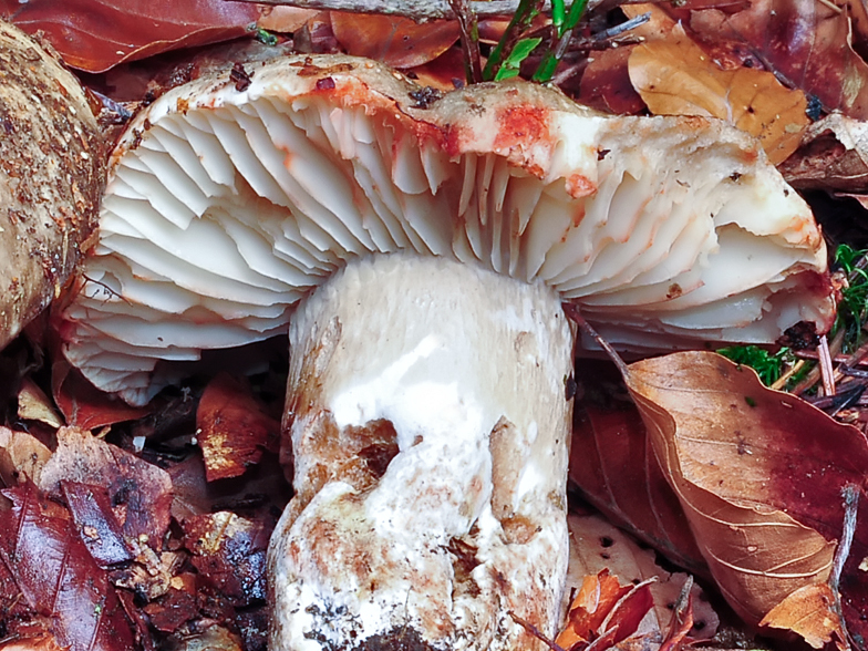 Russula nigricans