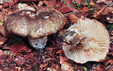 Russula nigricans