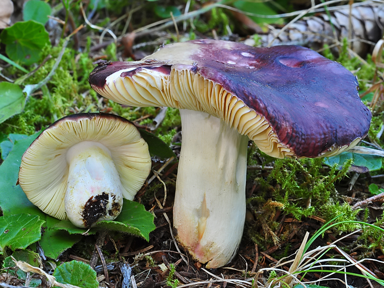 Russula nigropurpurea