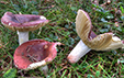 Russula nigropurpurea