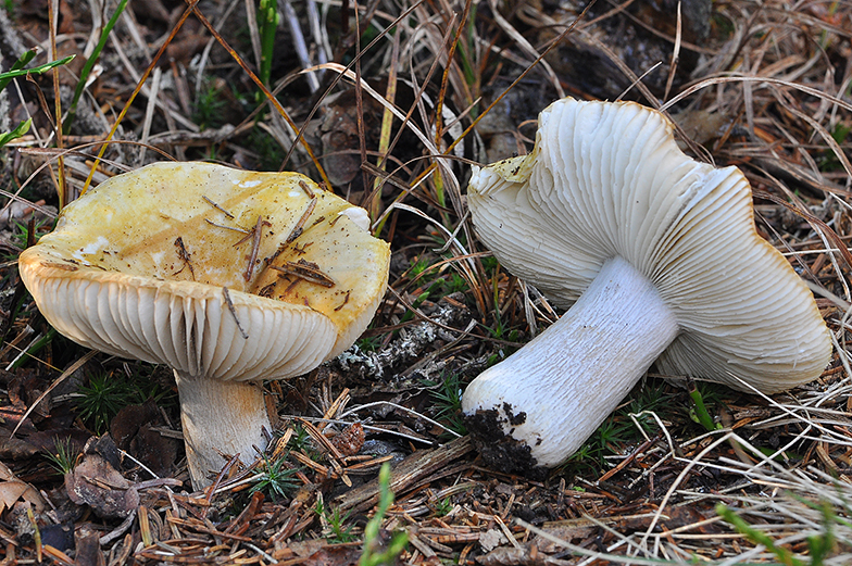 Russula ochroleuca